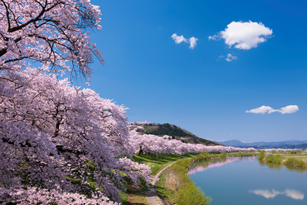 3月27日は桜の日！きれいな桜には秘密がいっぱい！ | はてなスッキリ