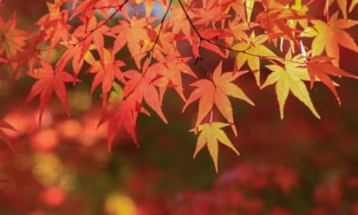 紅葉に種類ってあるの 名前があるのかについてもご紹介します はてなスッキリ