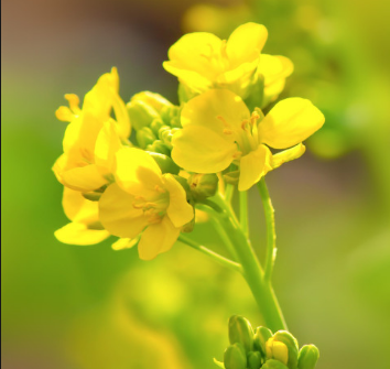 菜の花の種まきをする時期っていつ頃 全国的に同じ時期なの はてなスッキリ