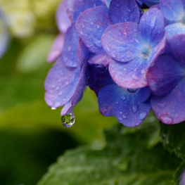 紫陽花と雨の関係性とは 紫陽花の種類についても紹介 はてなスッキリ